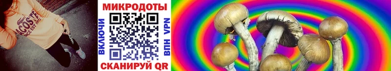 Псилоцибиновые грибы Psilocybe  Купить где  Осинники 